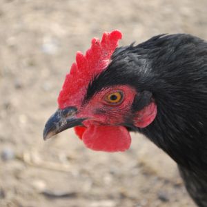 Snuggle's unique comb, makes her easy to tell from the other black birds