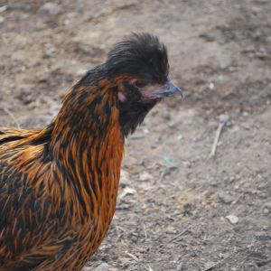 Elvis' poof, thus her name.