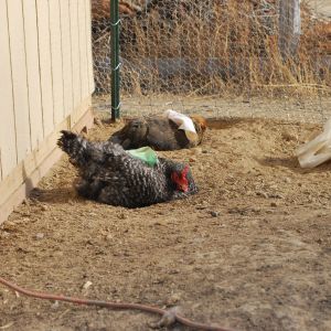 dust bathing :)