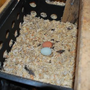 eggs. :)