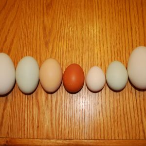 goose, bowie's HUGE double yolker, a regular double yolker, cuckoo maran regular size, silkie, EE regular size, goose.