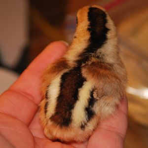 One of the littlest babies in the bunch. Very pretty stripes