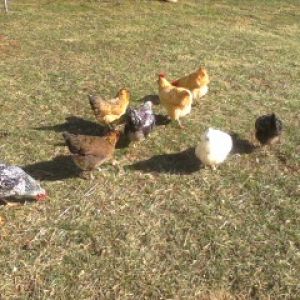 I have eight hens that free range from noon to dusk. The buffs love to eat stink bugs and keep me company when I weed.