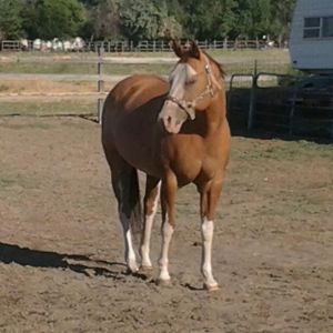 Miss Dee, our 2004 APHA mare