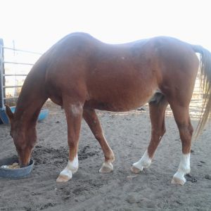 Khlassi, our 1985 Arab gelding