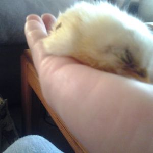 Starting to fluff up