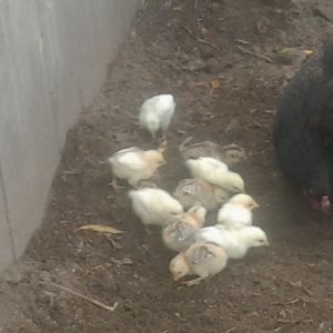 Minie's babies born October. Picture taken early November