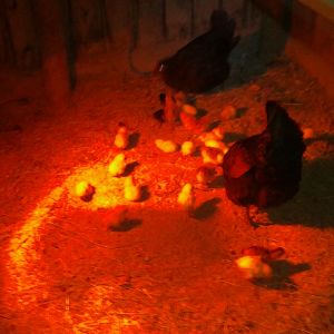 Meenie and Minie's babies. picture taken November. Meenie was found on a nest in our neighbors hay barn! Had fun catching em all amd moving them to the shed...lol
