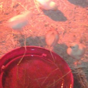 Babies!!!!!!