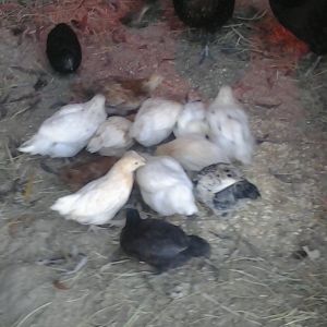 More babies!!!