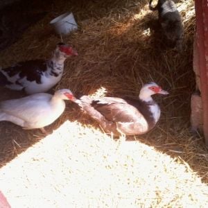Our Muscovy ducks