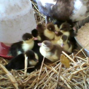 Baby Muscovy