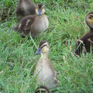 Baby Rouan (mallard type)