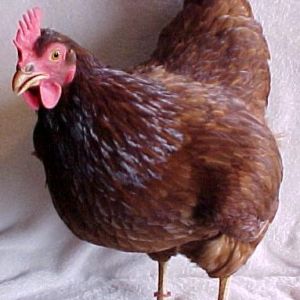 One of our FAVORITE Rhode Island Red Hens (Metallica)