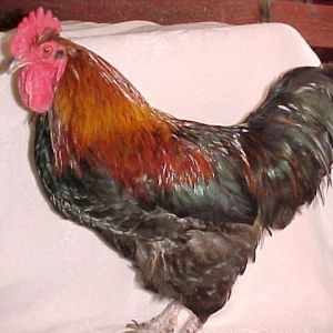 Rex, our RIR/Langshan Roo. 10 lbs. Makes awesome and broody hybred offspring with his RIR hens