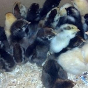 My peeps on day 1.
5 of each Buff Opp, Easter Egger, Silver Laced Wynodotte, Barred Plymouth Rock