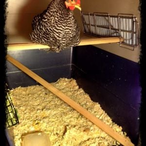 Happily roosting in her chicken hospital :)