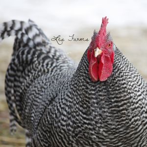 Barred Plymouth Rock Cockerel