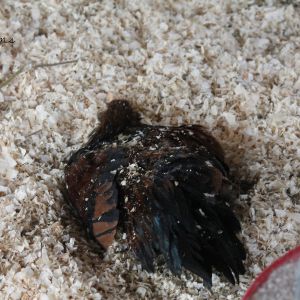 Dust bathing in deep litter