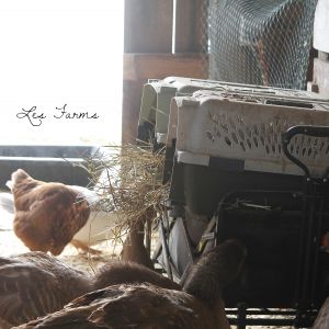 Geese inspecting our new temporary nesting area.