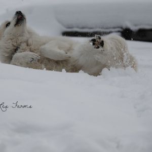 Our Maremma x Great Pyr - Clementine 11 months old