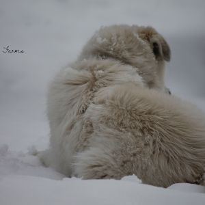 Our Maremma x Great Pyr - Clementine 11 months old