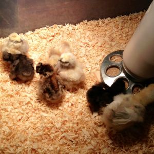 All 7 alive and well!!