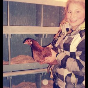 Lucy an Americana hen