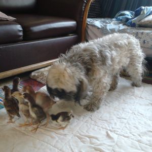 lilee the lhasa chicken herding dog