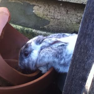 Pepper drinking out of a pot