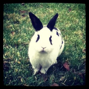 This is one of my rabbits and his name is Sherman and is a male.  He is a English spotted.
