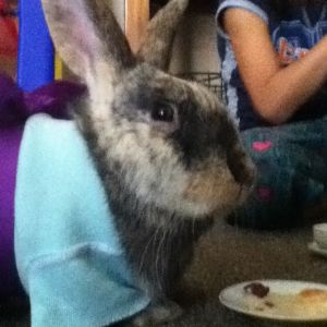 This is my other rabbit Willow. We are having a tea party here with my sister guinnie pig Olive. She does not like her outfit... She is also one of pepper's babies