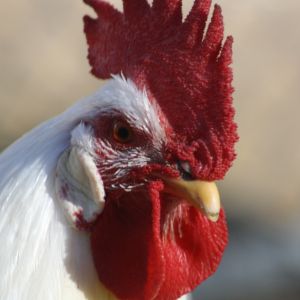 Dewey doesn't look happy