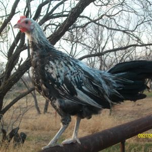 5 Month Old Duck Wing Phoenix