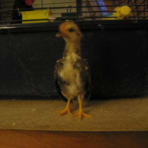 Baby roo chick from my stock