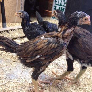 O Shamo Chicks 8 weeks old