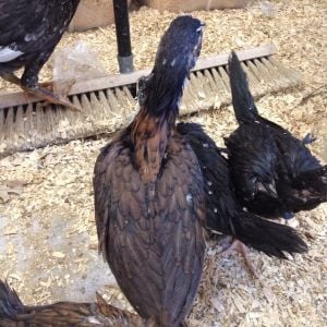 O Shamo Chicks 8 weeks old