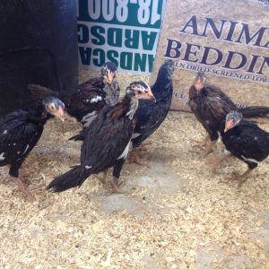 O Shamo Chicks 8 weeks old.
1 stag and 5 pullets