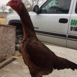 O Shamo Wheaton Pullet for sale for $75
March 2012 hatch.