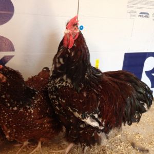 Jubilee Orpington Rooster