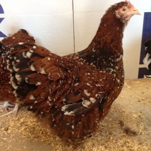 Jubilee Orpington Hen