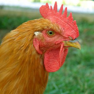 a red broiler rooster