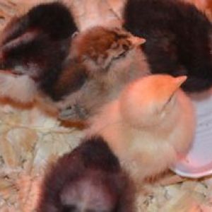 My first flock gets acclimated to their brooder.