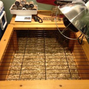Making some progress in the transformation from Tortoise to Chicken Brooder...Feb 2nd is hatching day so time to step it up!