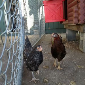 My new pullets, Pepper, a Cuckoo Maran, and Cayenne, a Plymouth Rock. 
Jan. 2013