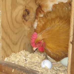 Sunny laying her egg