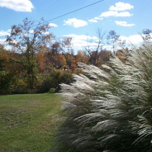One of our side yard views after the tornado devastation.