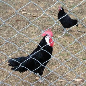 White Faced Black Spanish Rooster and his Hen...