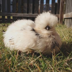 Paint Silkie.