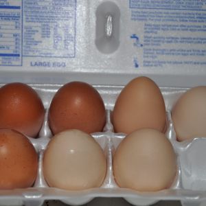 These are the kind of eggs I've been collecting from my hens.